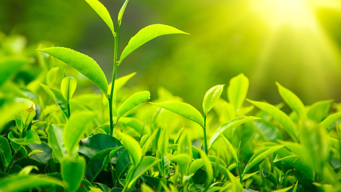 Benefits of Green Tea for a Healthy Lifestyle