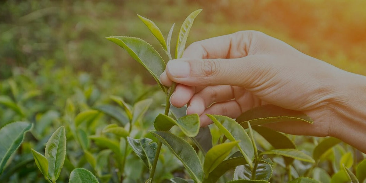Ronnefeldt Tea USA